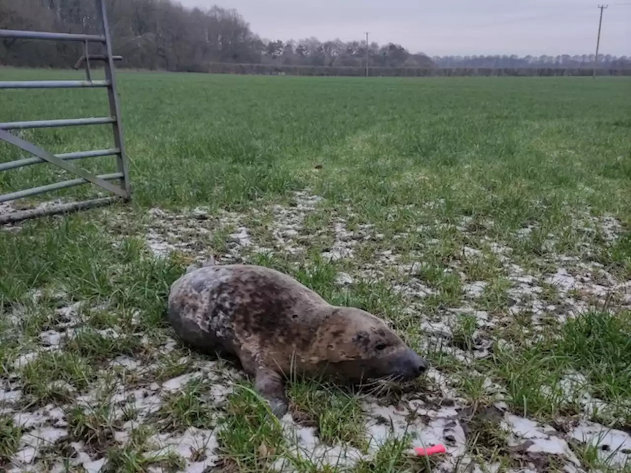 Seal pup rescued from farmer’s field in Walton-le-Dale