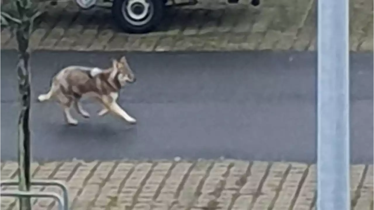 Wolfs-Alarm in Berlin – bis die Besitzerin des Hundes auftaucht