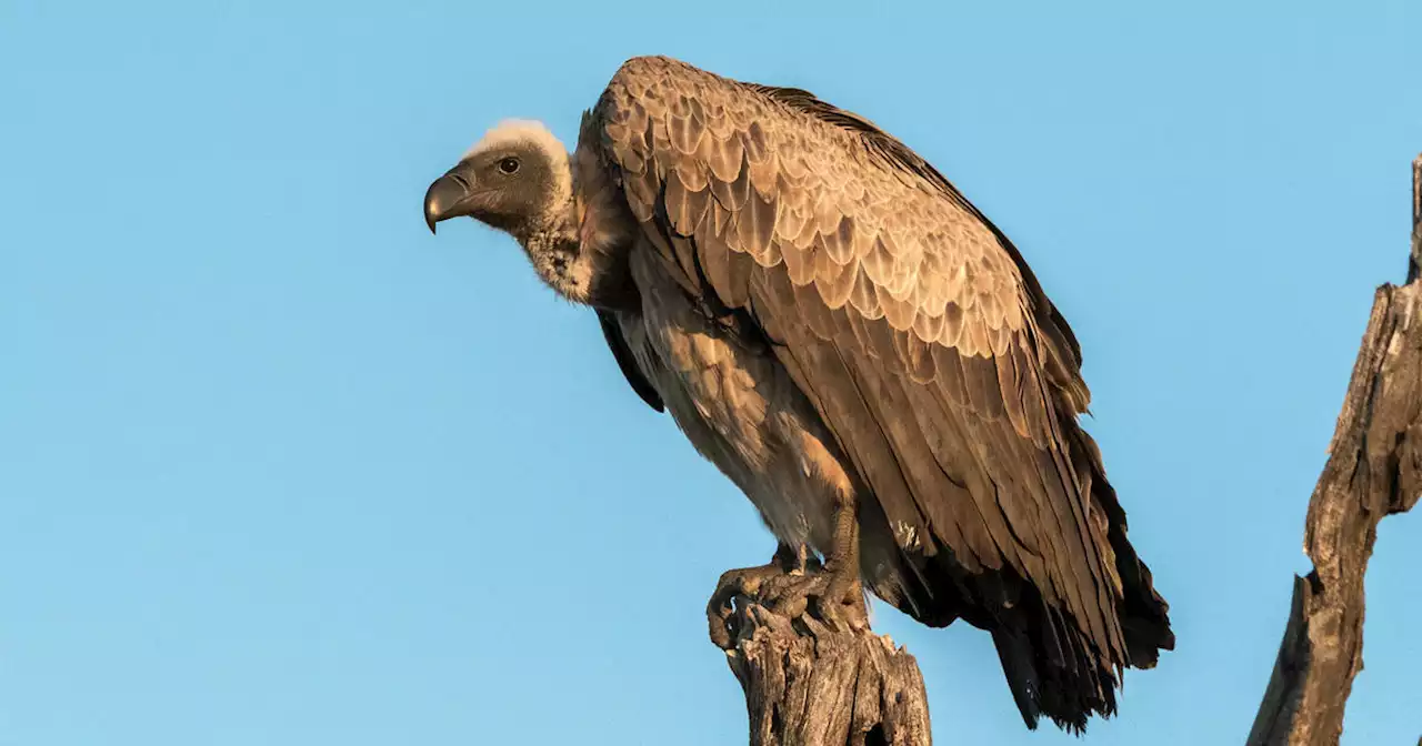 Police investigate 'suspicious' vulture death at Dallas Zoo