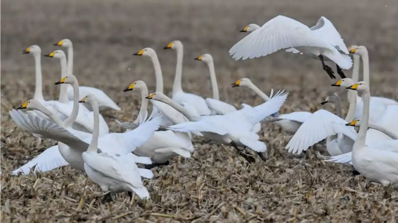 Zugvögel: Singschwäne rasten im Unteren Odertal