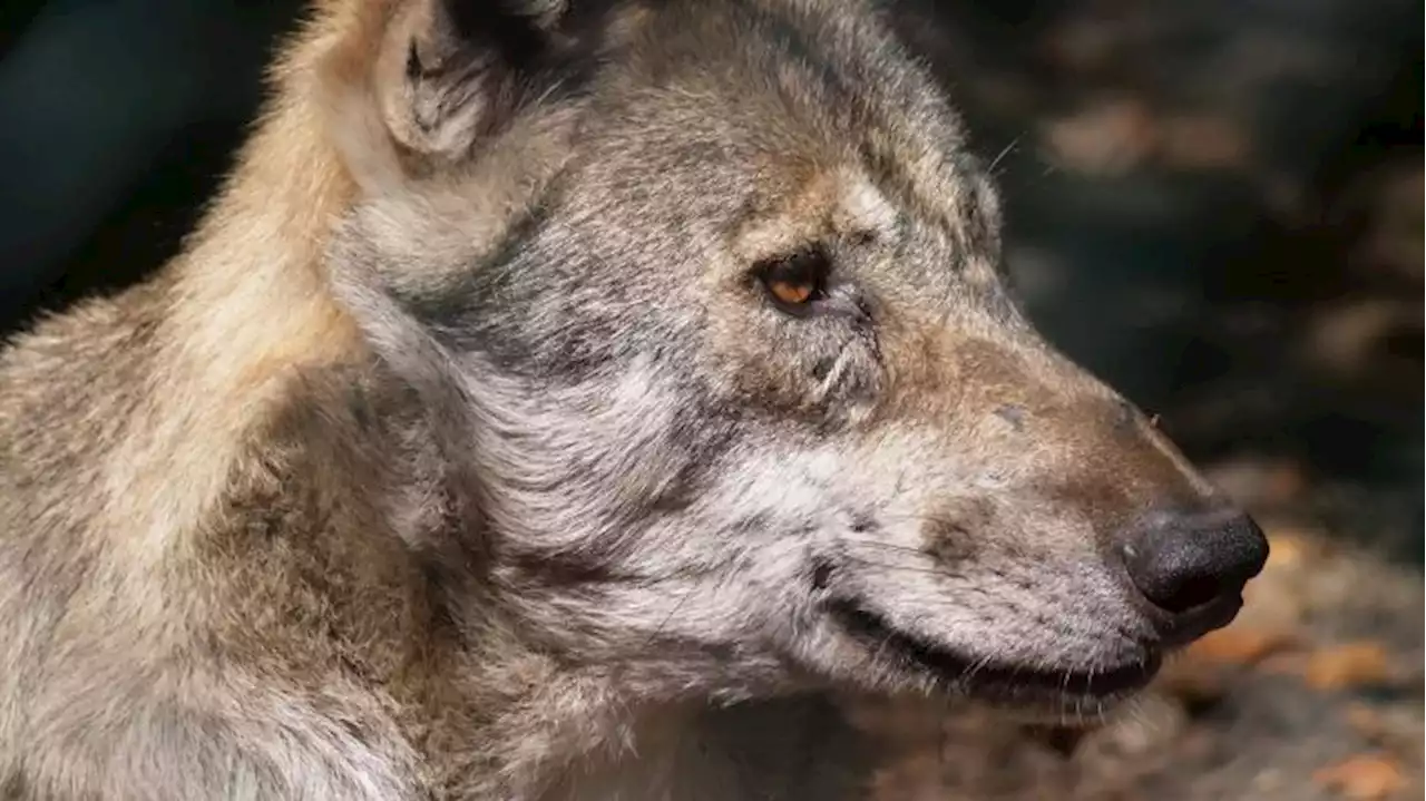 Wolf in Berlin-Spandau gesichtet