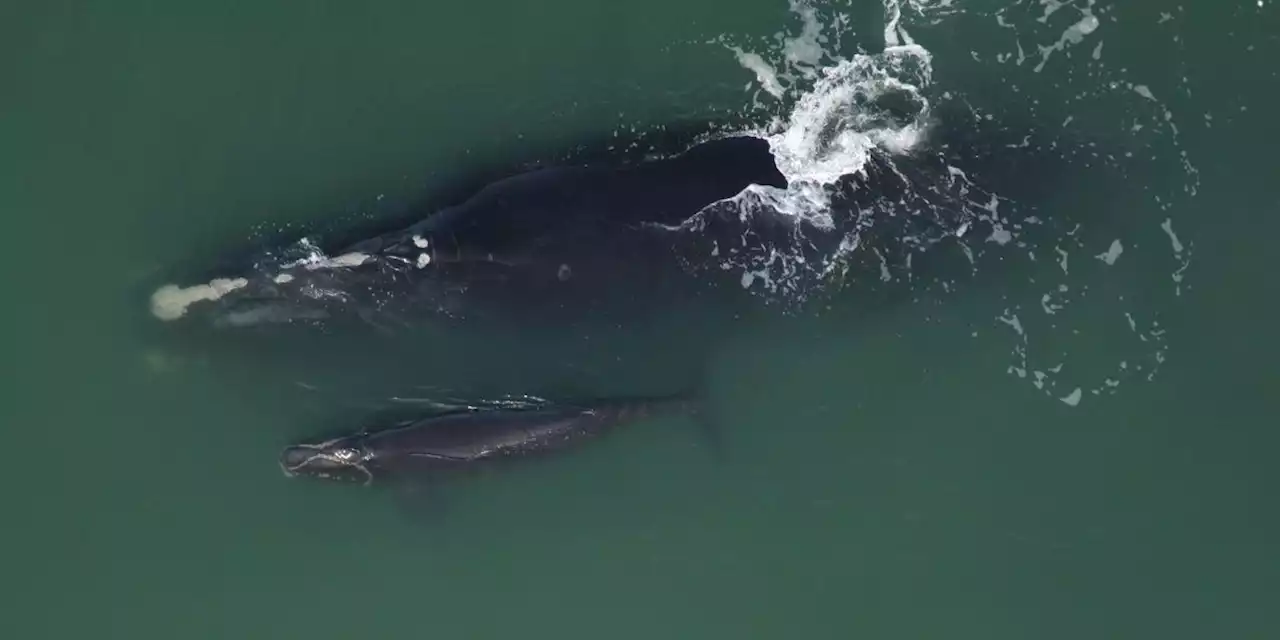 Outrage as Biden Admin Refuses to Shield Right Whales From Lethal Vessel Strikes