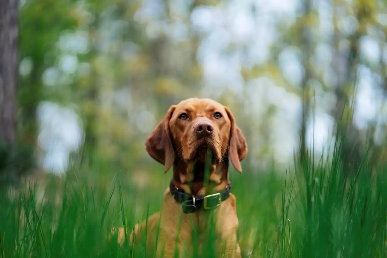 Hiking With Your Dog Off-Leash Could Create Problems for Nature