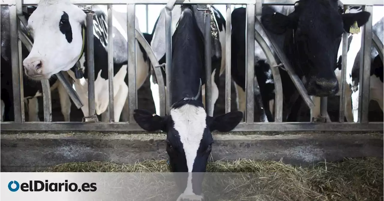 Los ganaderos españoles se quedan sin relevo mientras crece el miedo a la escasez de leche