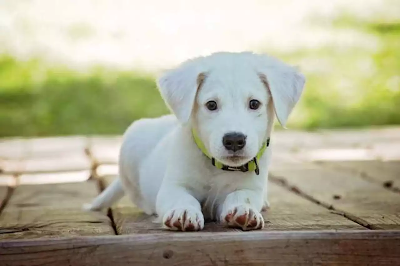 (Fotos) 10 cosas que odian los perros y los gatos y que usted, quizás, no sabía