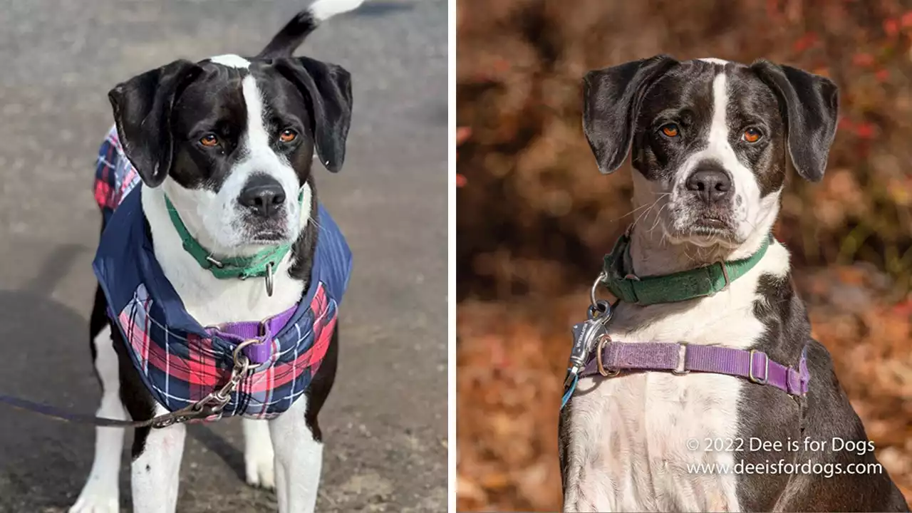 New York adoptable dog known for ‘hugs and kisses’ awaits a wonderful new home