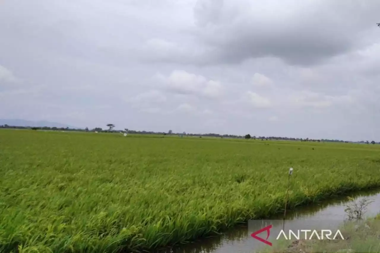 Banjir, 3.489 Hektare Lahan Tanaman Padi di Kudus Mengalami Puso