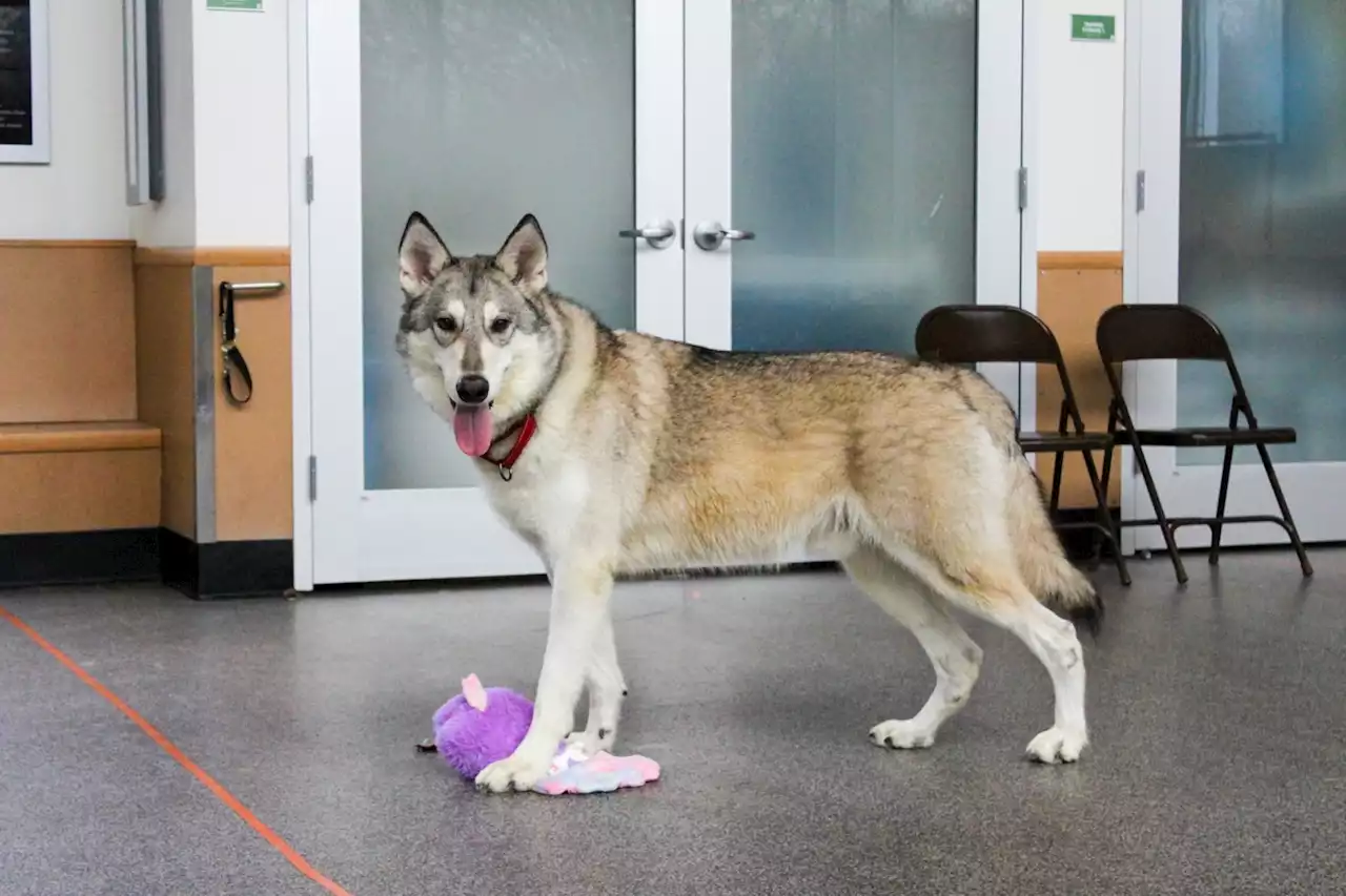 Wolf-dog hybrid Zeus finds a legal forever home after shelter's call for help