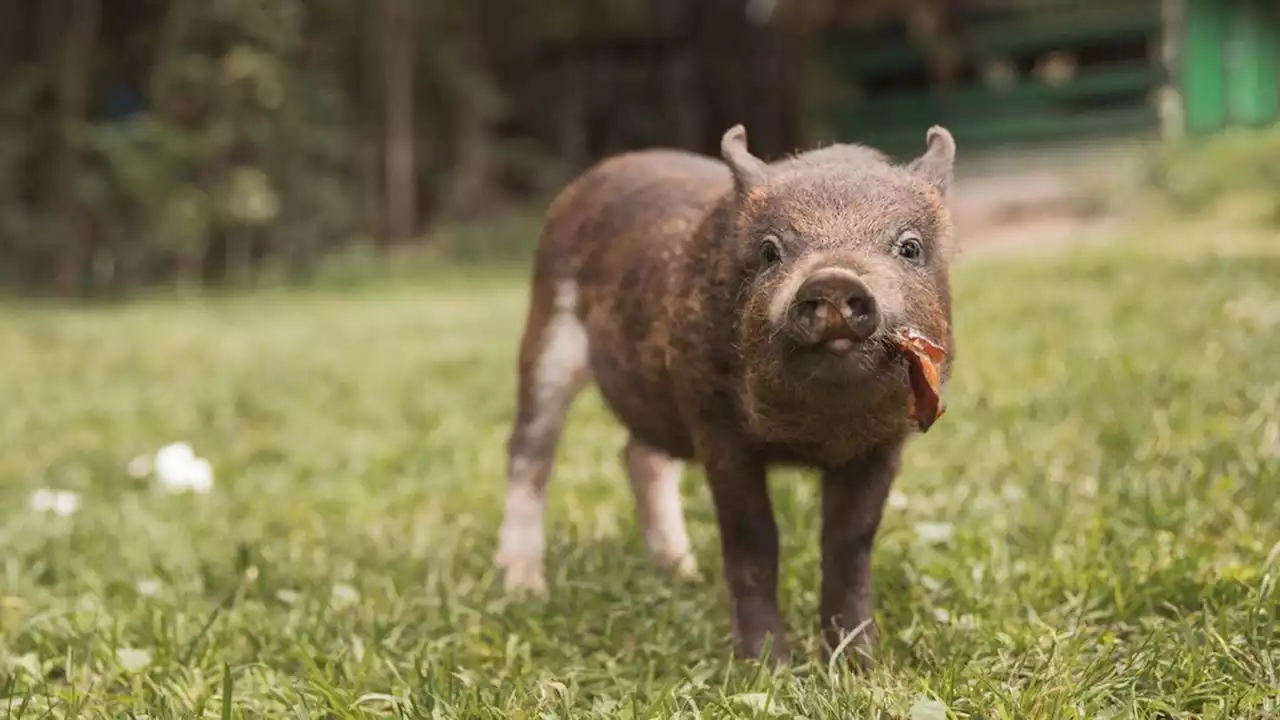 Struggling pig causes butcher’s death at Hong Kong slaughterhouse, police say