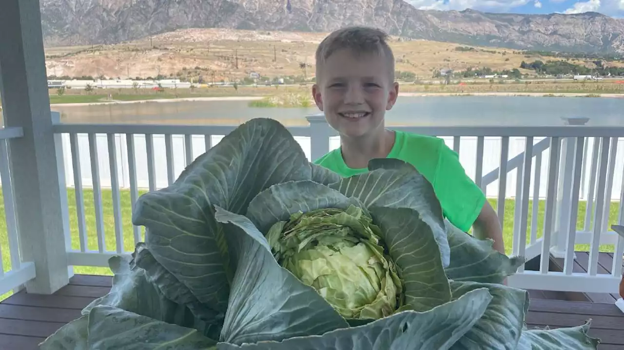 Utah cabbage patch kid wins scholarship for big cabbage