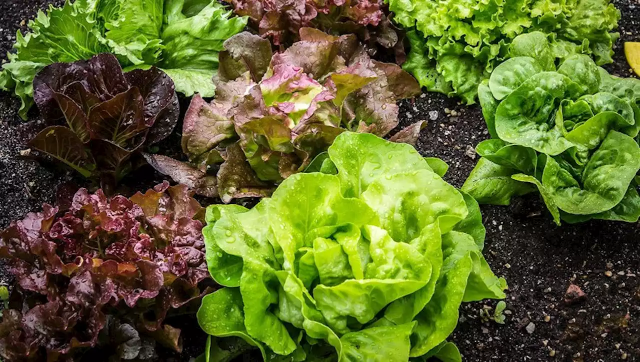 Jardinage : des salades au jardin pour toute l'année