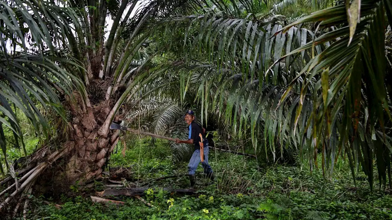 Sawit Cuma Dibikin Minyak Goreng, Indonesia Tak Syukuri Berkah Tuhan