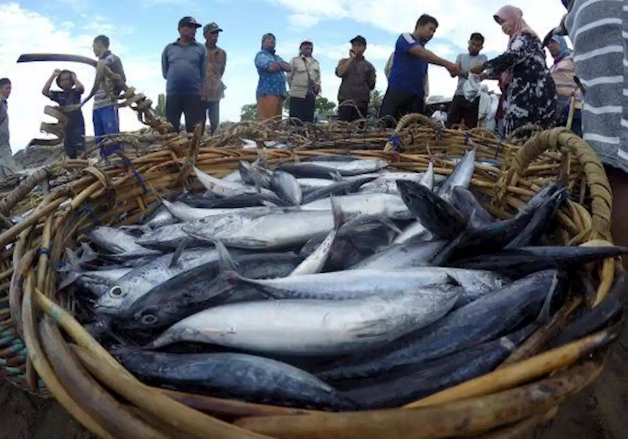 Bangka Belitung Catatkan Produksi Olahan Ikan 2.200 Ton