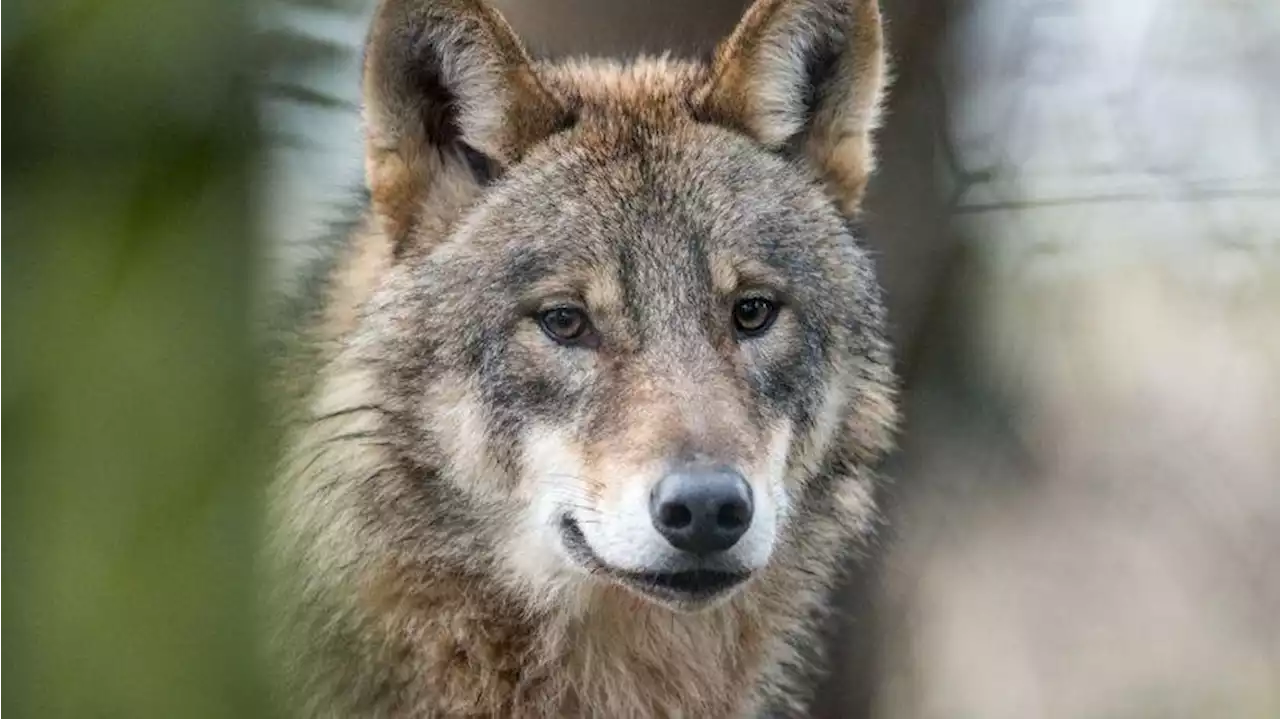 Berlin: Wolf spaziert durch Spandau - Anrufe bei der Polizei