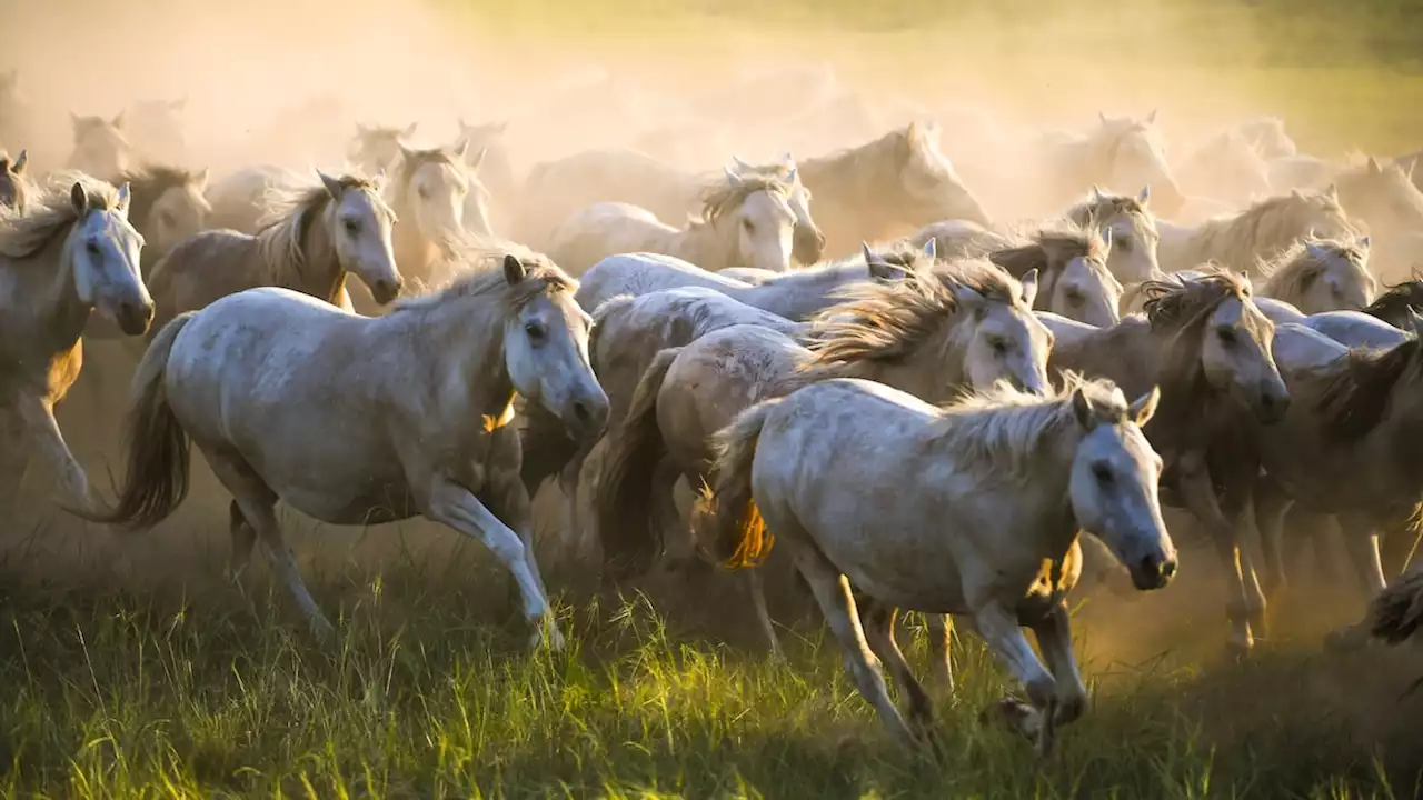 Domestic horses' mysterious origins may finally be revealed