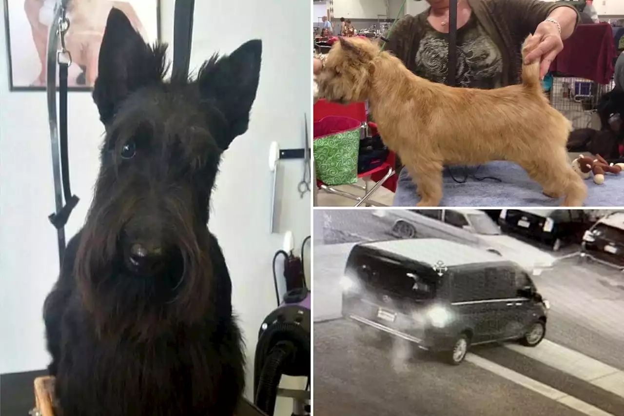 4 show dogs missing after van stolen in Oregon: police