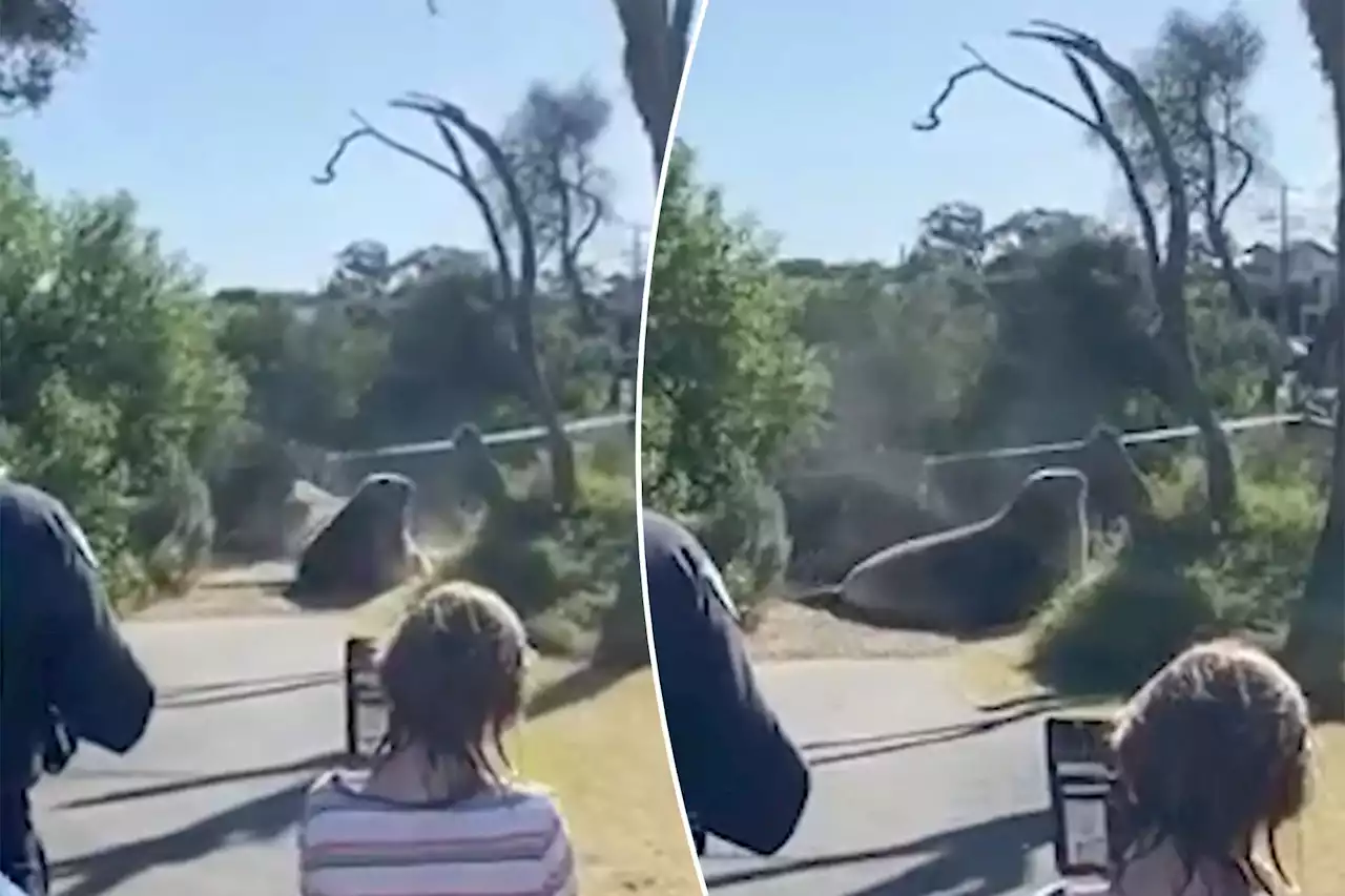 Seal stops traffic in Australian town