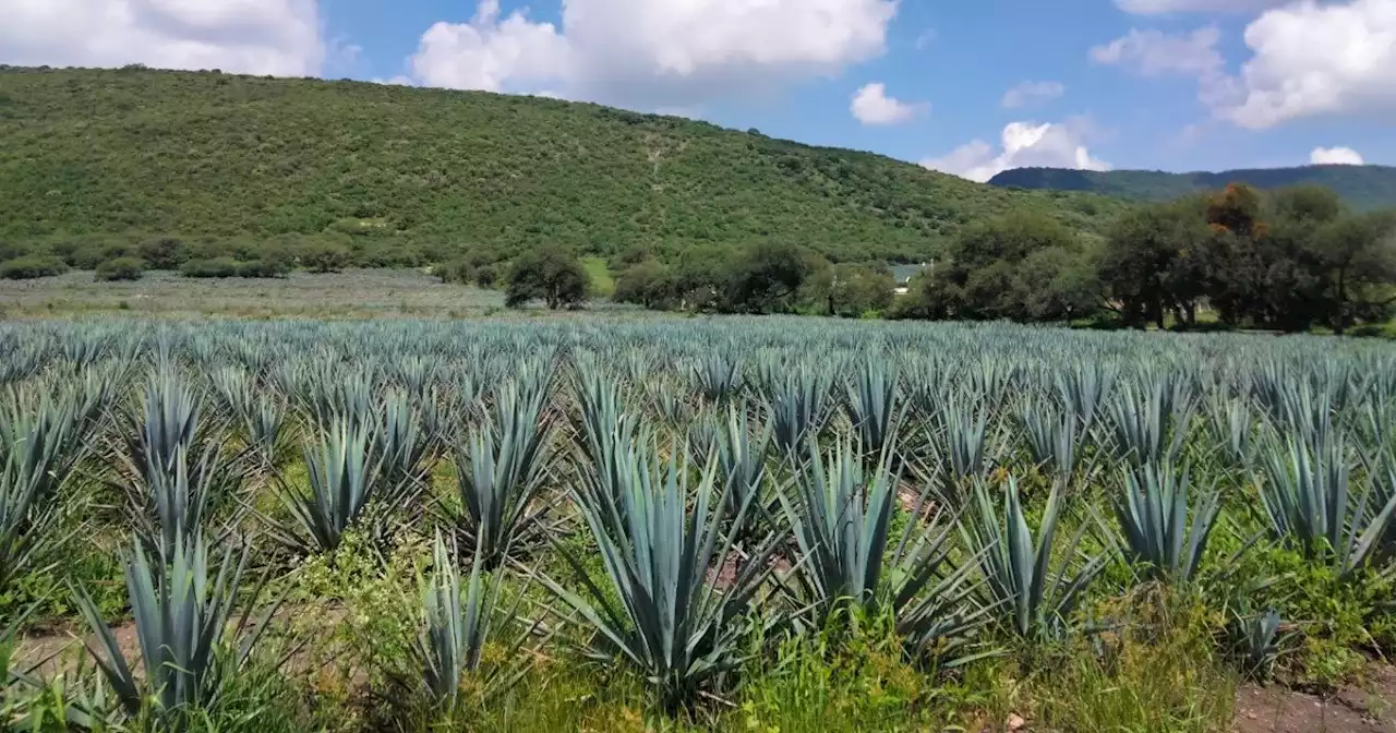 Agave 'devora' los cultivos de alimentos en los Pueblos del Rincón; piden regulación