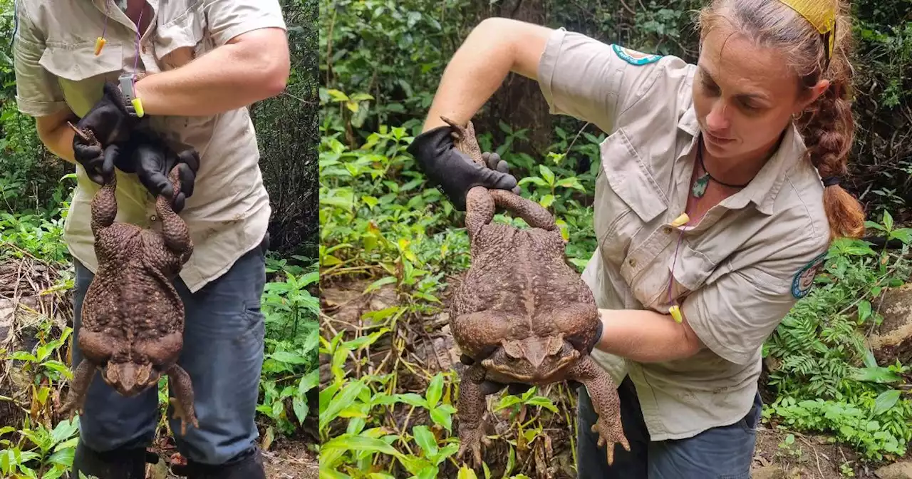 Australian rangers find 'monster' 2.7 kg cane toad