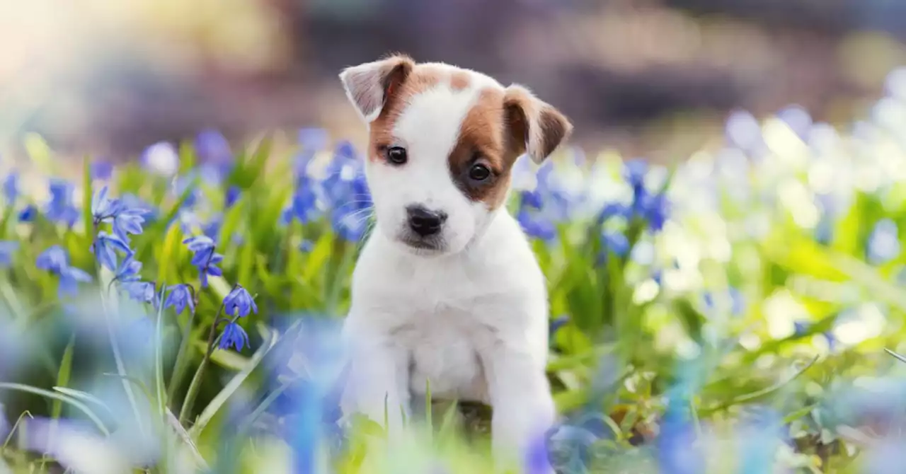 The Powerful Psychology of Cuteness