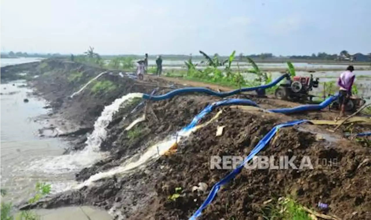 3.489 Hektare Tanaman Padi di Kudus Puso Akibat Banjir |Republika Online