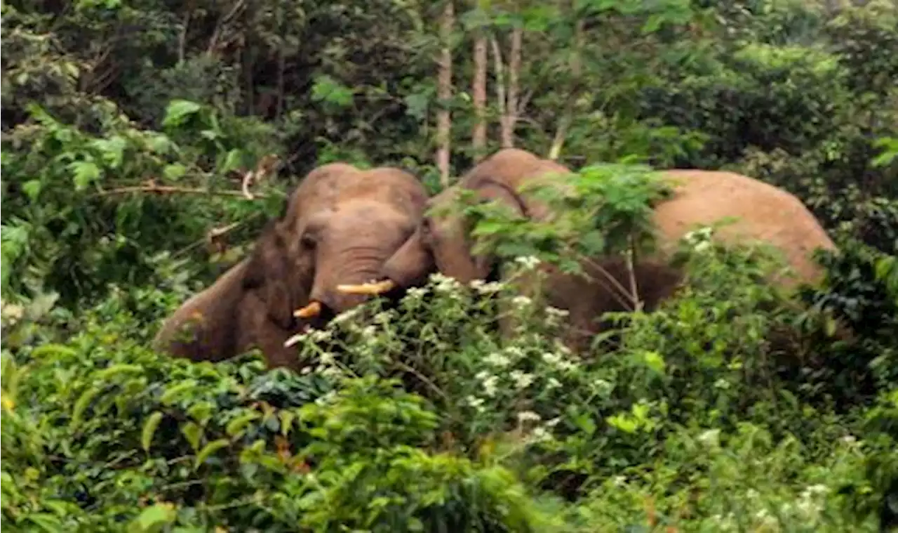 Sembilan Desa di Nagan Raya Aceh Menjadi Sasaran Gangguan Gajah Liar |Republika Online