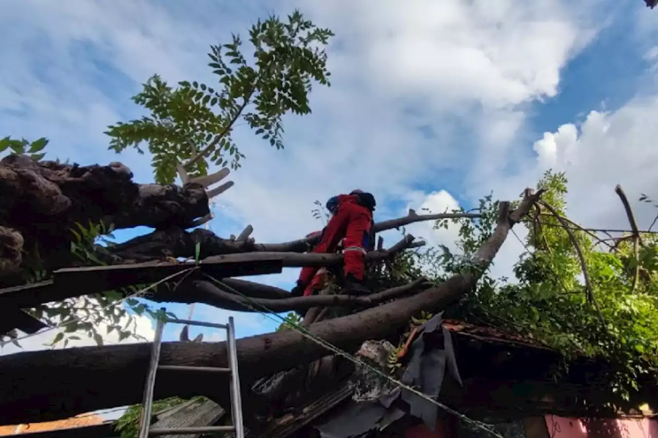 Angin Kencang, Pohon Tumbang Timpa Rumah Warga di Cakung