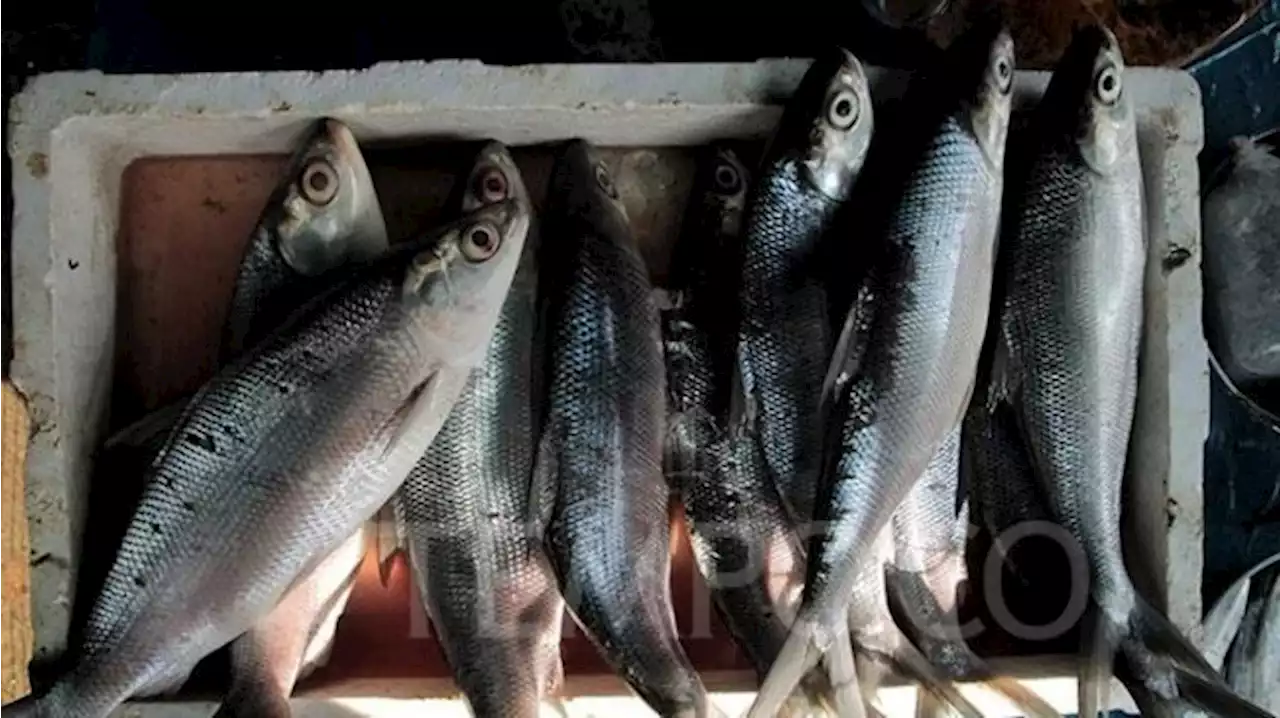 Masak untuk Sajian Imlek, Ini Resep Ikan Bandeng Bakar Kecap