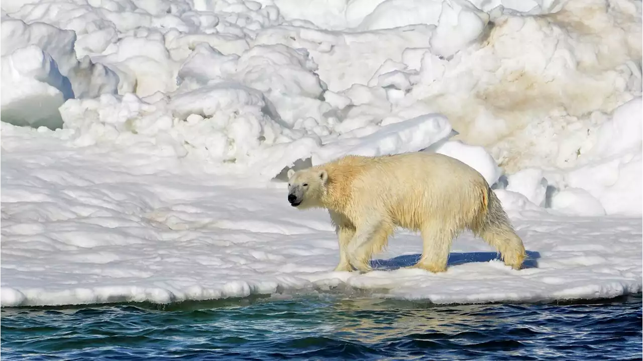 Rare attack on mother, child in Alaska renews interest in polar bear patrols