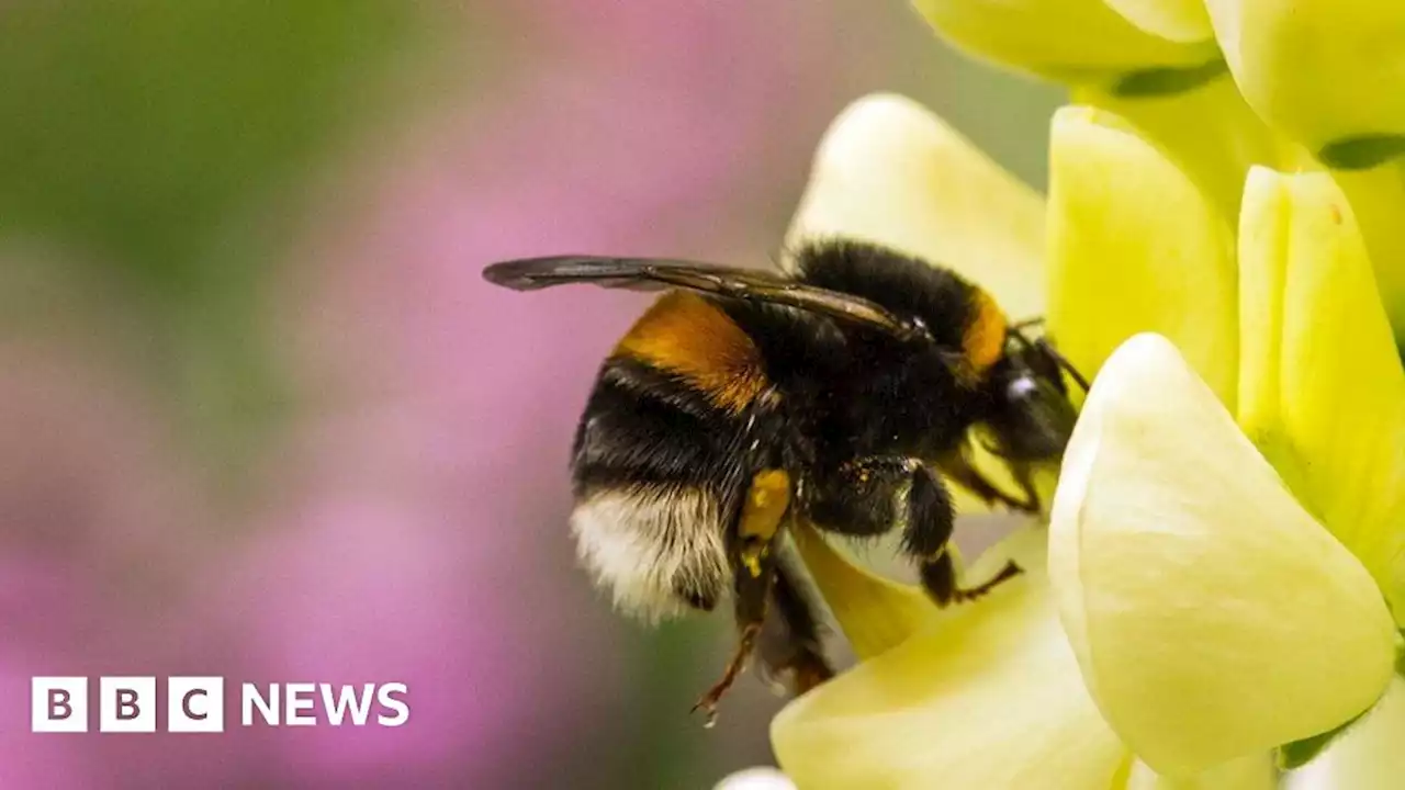 Bee-harming pesticide use given emergency authorisation