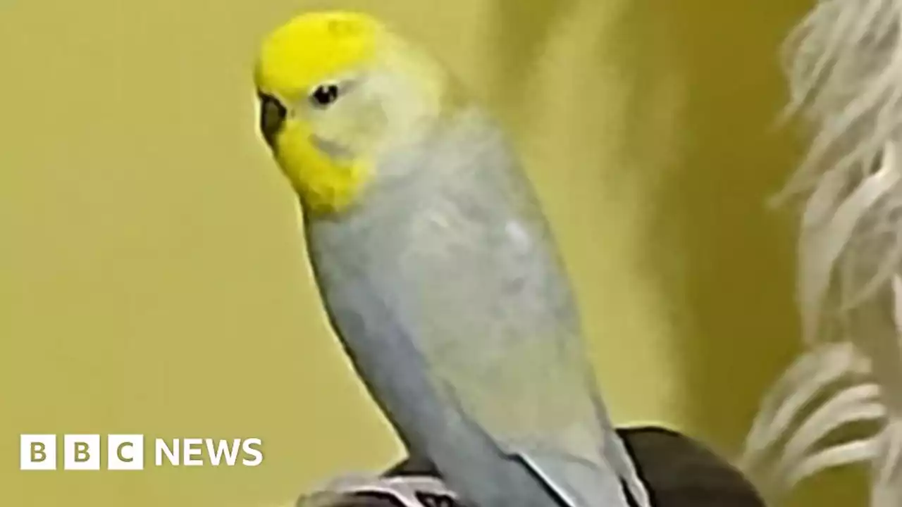 Frinton firefighters rescue budgie behind kitchen cupboard