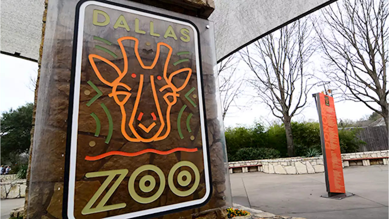 Dallas Zoo to hold press conference regarding 'unusual' death of endangered vulture