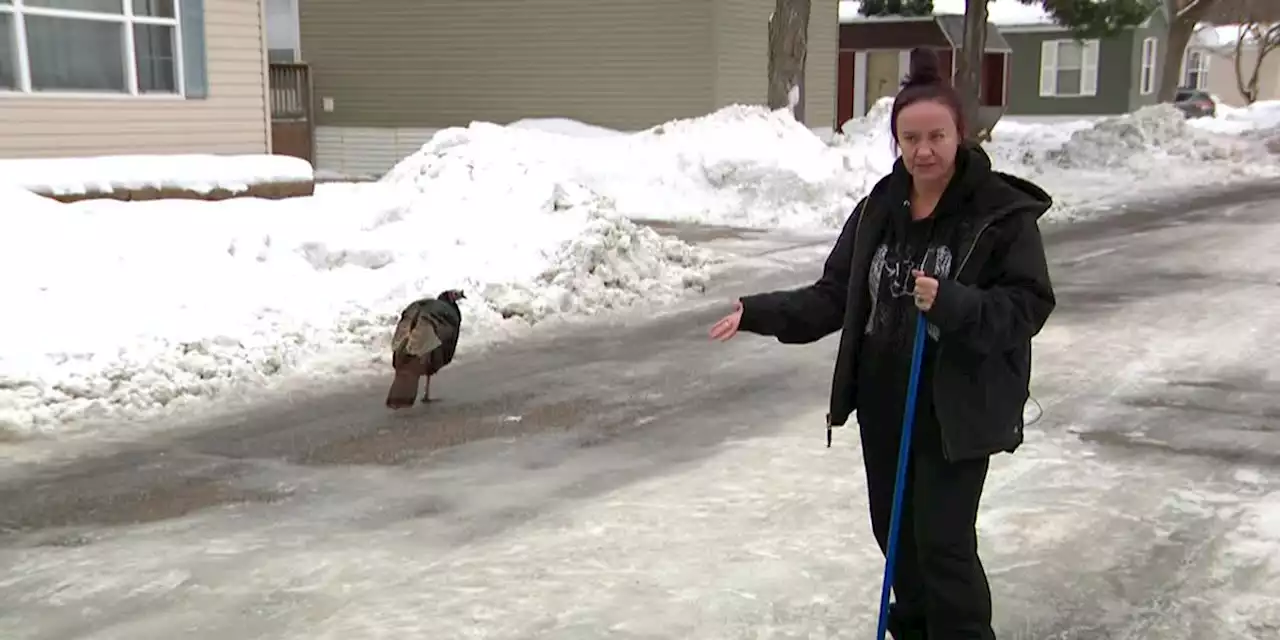 ‘This turkey has literally taken over our life’: Wild turkey terrorizes mobile home community