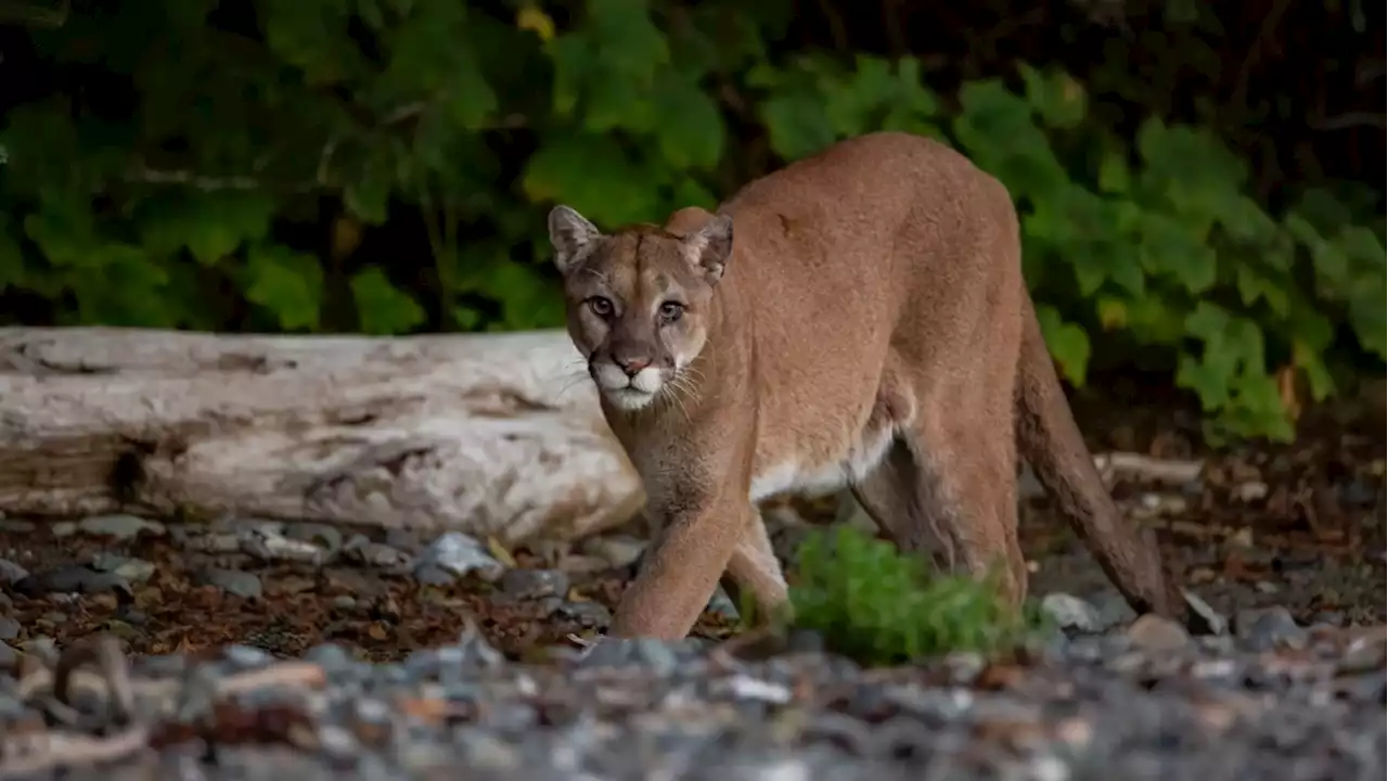 Police issue warning after 3 cougars found in backyard in Colwood, B.C.