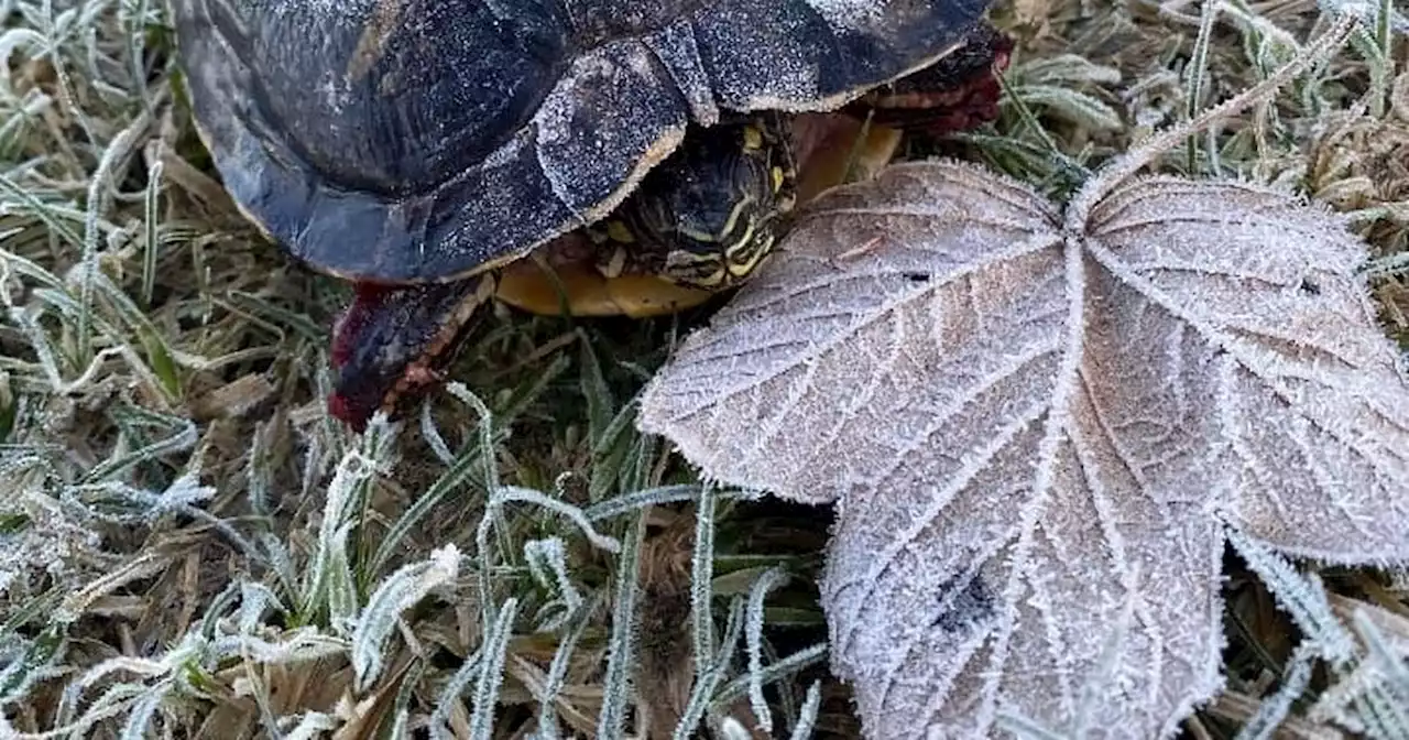 Frozen terrapin found dumped in Glasgow put to sleep after 'animal attack'