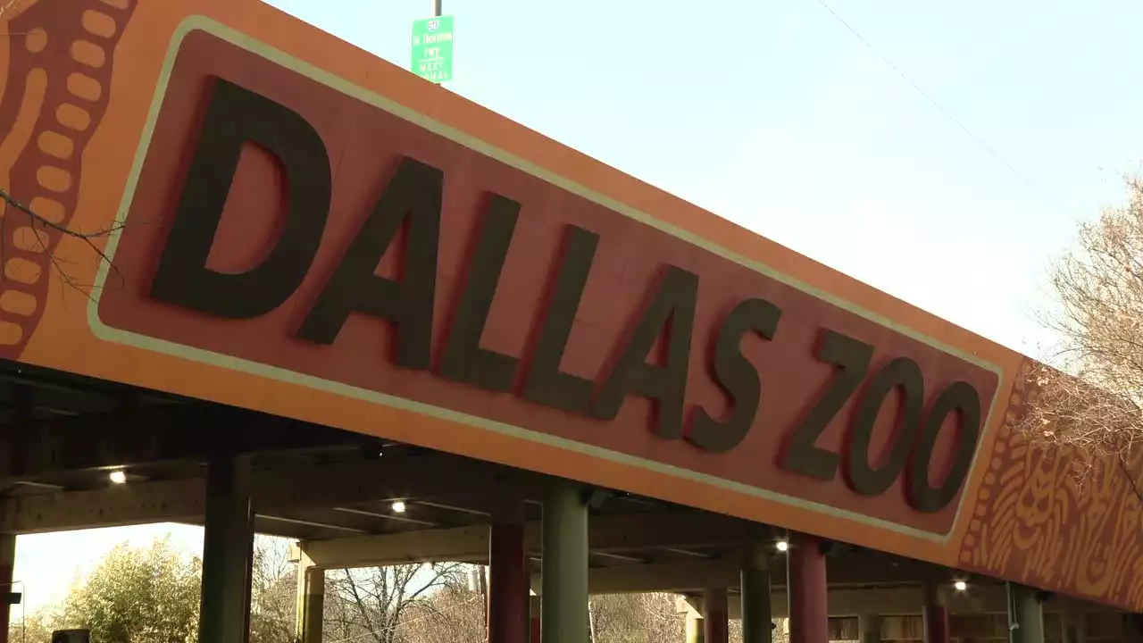 Dallas Zoo to share new info on 'suspicious' vulture death