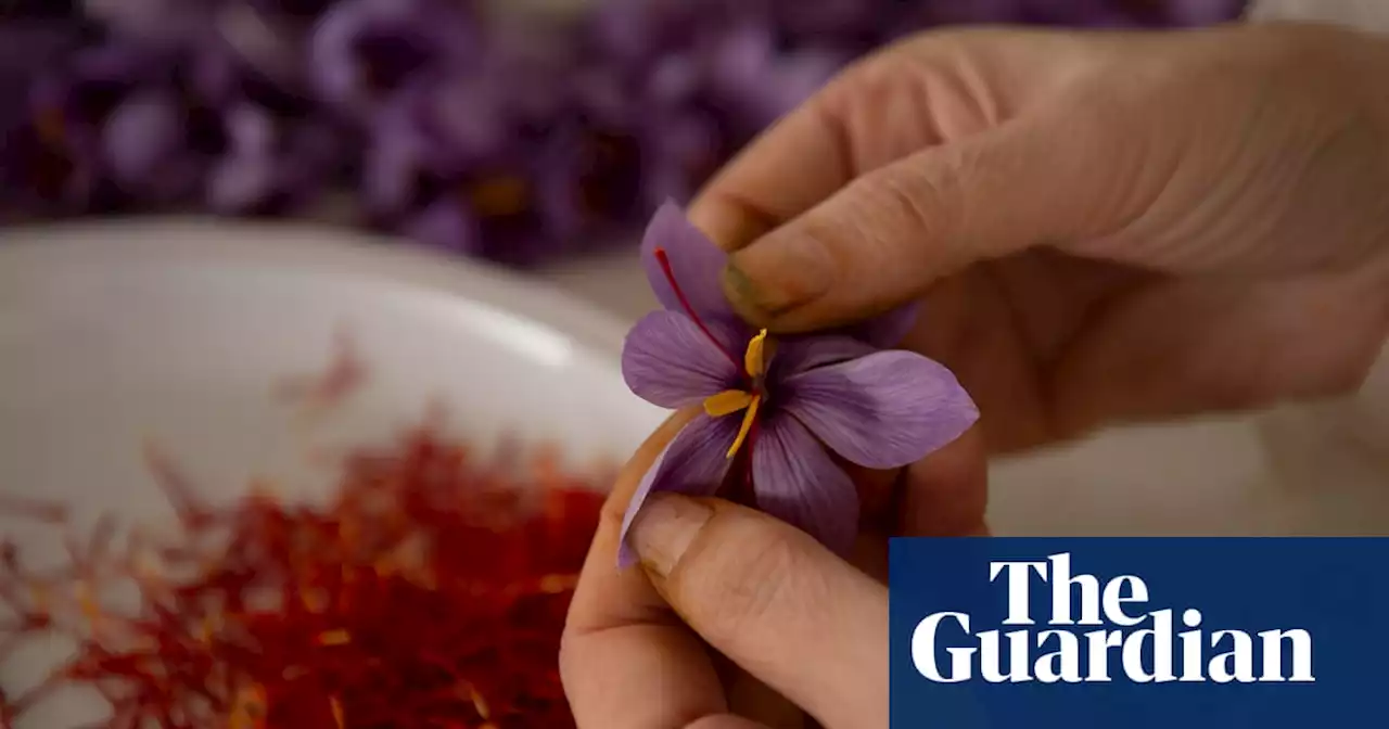 Climate crisis and neglect threaten Spain’s saffron crop