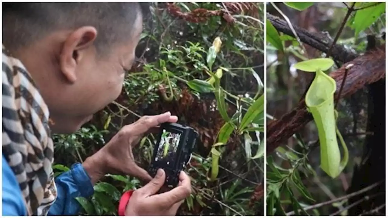 Pitcher plant find boosts Mt. Candalaga’s protection bid