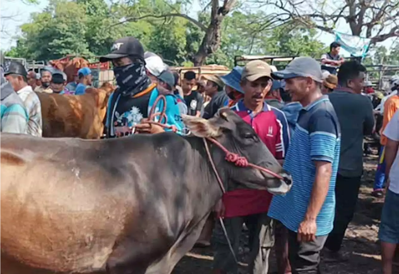 Siapkan Alat Peraga Kampanye untuk Pencegahan Penyakit LSD Ternak