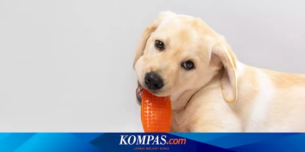 Mainan Kunyah Membantu Anjing Menyikat Giginya Sendiri