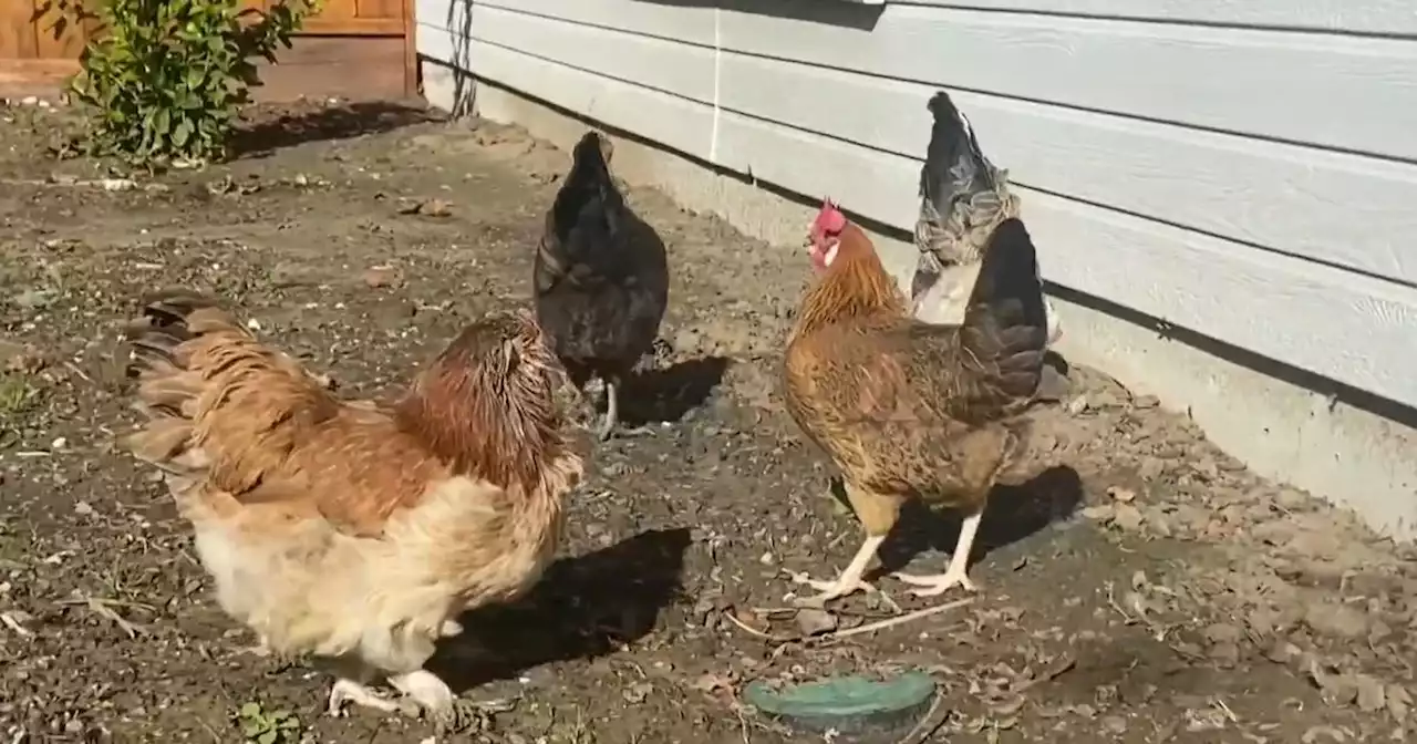 Bay Area families adding chicken coops to backyard to combat soaring egg prices