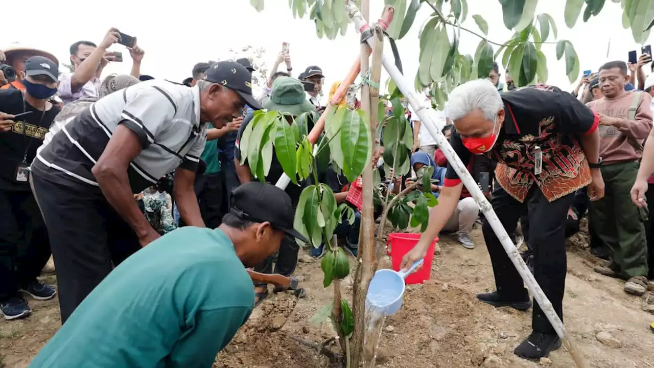 Lakukan Penghijauan, Relawan Mak Ganjar Sebar 500 Pohon Cabai