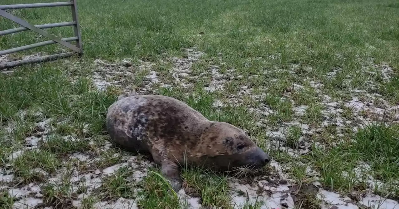 Seal pup found in farmer's field in Walton-le-Dale released back into wild