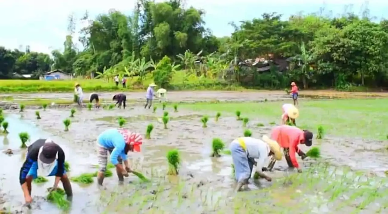 Farmers to receive over 400K hectares of subdivided arable land—DAR