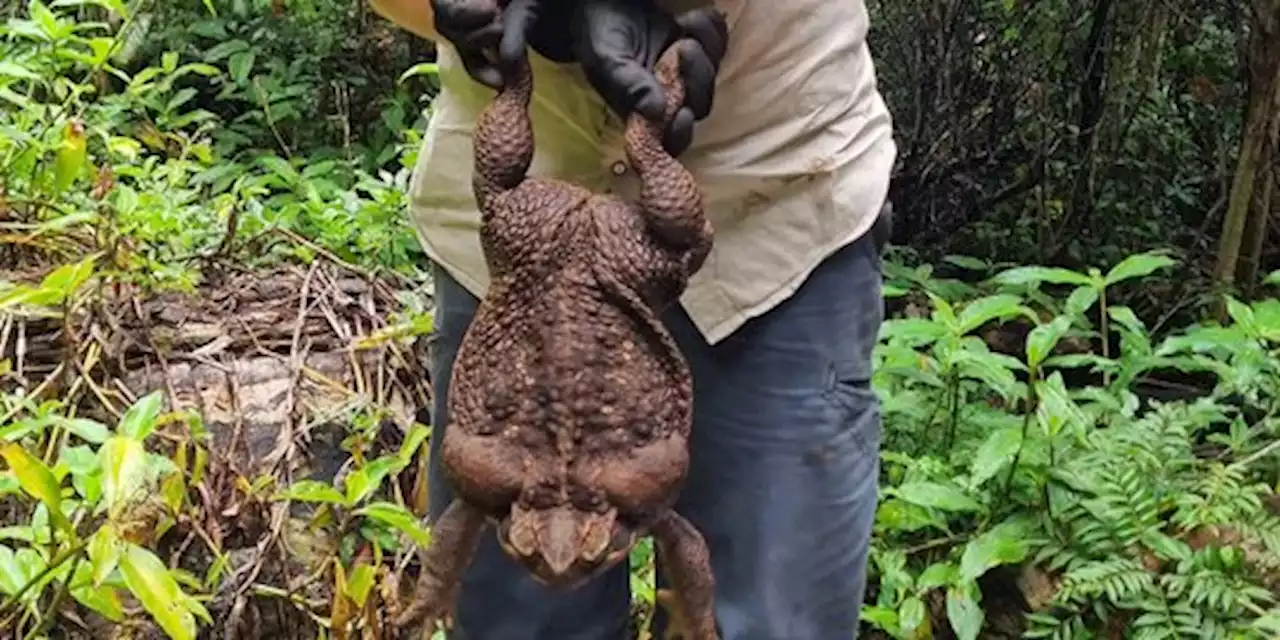 Dikira Palsu, Polisi Hutan di Australia Kaget Temukan Kodok 'Monster' Toadzilla | merdeka.com