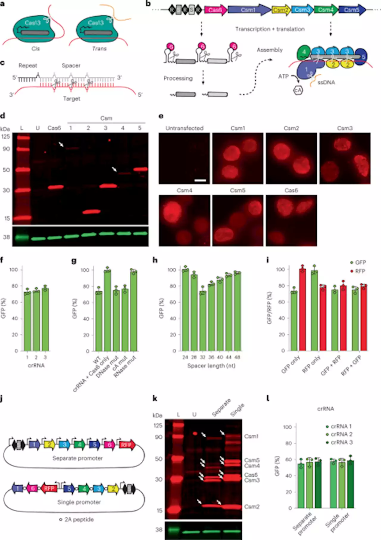 Precise transcript targeting by CRISPR-Csm complexes - Nature Biotechnology