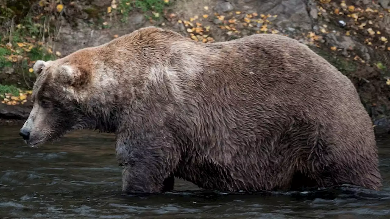 Bigger is better as voters get ready for Fat Bear Week