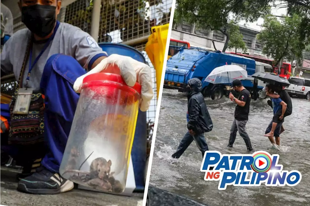 ALAMIN: Paano maiiwasan ang leptospirosis?
