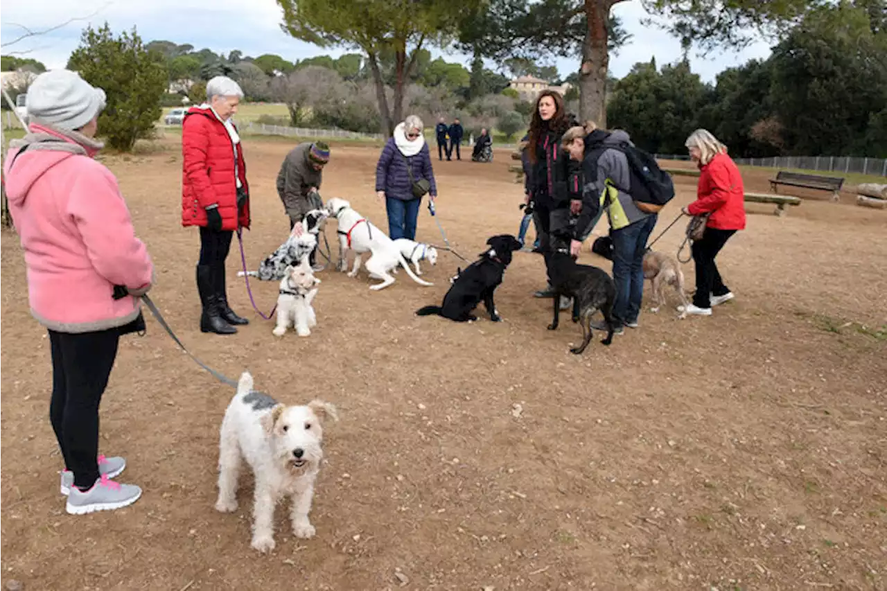 Montpellier : le chien roi et maître du 'Village Canin' au lycée agricole Frédéric Bazille