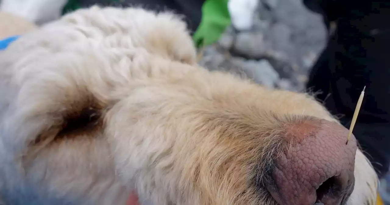 The world according to one amazing appendage — a dog’s nose